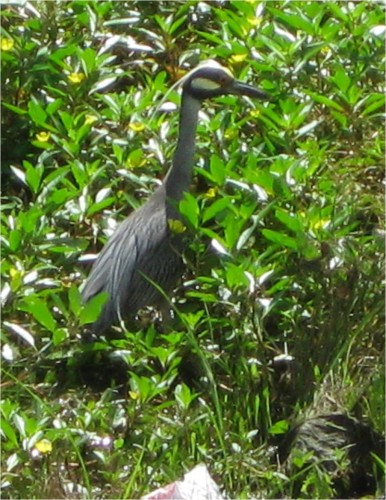 conservation bird