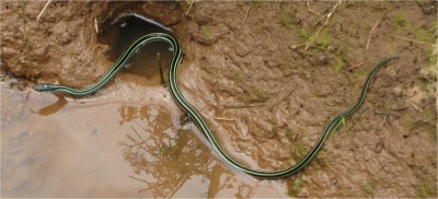 snake