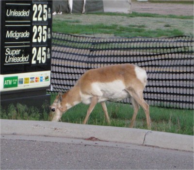 Antelope munching grass in front of fuel price sign, early morning. Evanston, WY June 2009