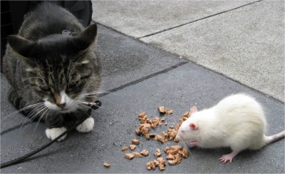 In San Francisco, even animals can find ways to get along with each other. 15 Jun 2009