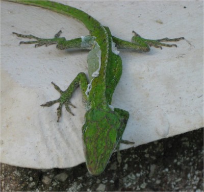 This little guy was hanging outside the house, early morning. Hilo, HI. June, 2009.