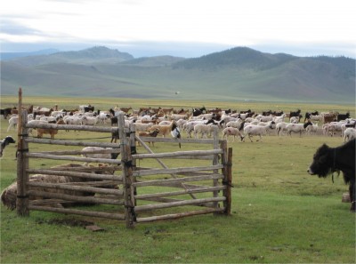 Many herders paint their animals to indicate ownership. check out the magpie sitting on the top rail.