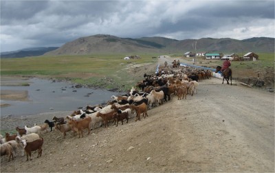 About 15 minutes behind the family, other herders moved along their animals. Traffic came to a halt until the bridge cleared.