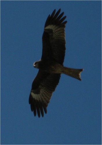 Birds of prey everywhere.