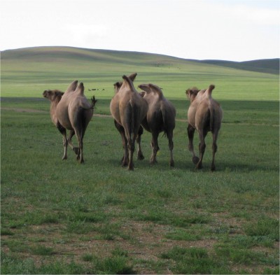 I moved in for a closer picture, but the camels wanted nothing to do with me. Here they are running away from me with their silly floppy humps.