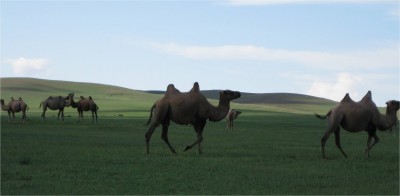 This is as close as we came to wild camels. I jumped out of the vehicle to get this picture.