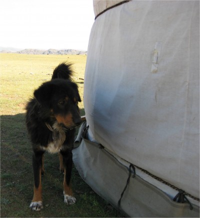 Every ger, it seemed, had a dog standing guard. This dog is making the rounds.