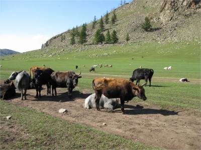 This picture could have been taken in any valley, near any mountain. Mongolia has more cows, horses, sheep, goats, and yaks...