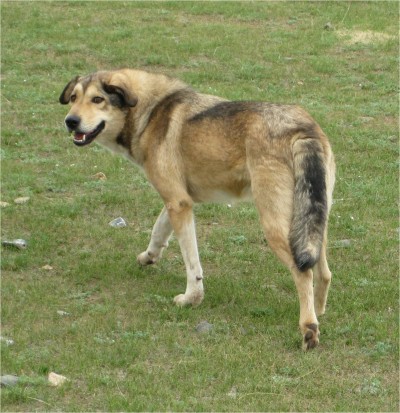 Wild country dogs in Mongolia have these thick tails. I never figured out why. Does anyone know?