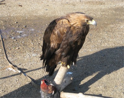 Though this eagle is used for tourist pictures, Mongolians have a centuries-old history of using eagles for hunting. Eagles, falcons, vultures, and hawks are seen frequently in the country.