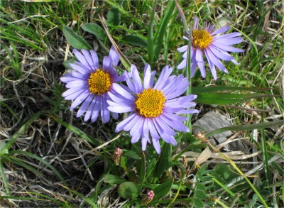 Flower.