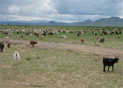 Goats. Many goats, everywhere.