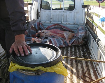 A man shows us his items for sale---a bucket full of airag (horse milk), and what i think is a sheep.