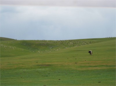 This poor yak lost his herd and has to put up with all these goats and sheep.