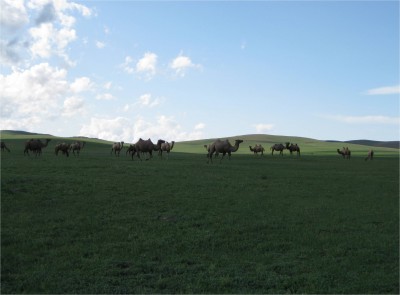 More camels.