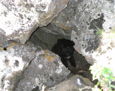 I took the orphan puppy some leftover dinner and tossed it in his den. You can see he is still very uncomfortable with me being so close. I, too, am a little uncomfortable since I never received my rabies shot!