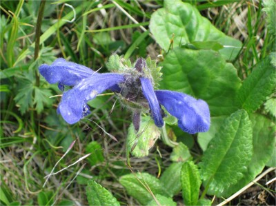 Another flower.