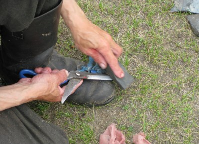 Sharpening the scissors...