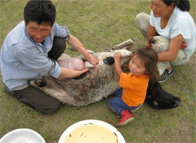 Killing and butchering sheep for dinner is about as mundane for the nomadic people as washing a car is for an American.