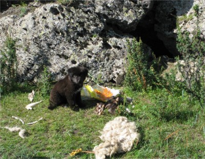 I ran into this little wild puppy while on a hike. You can see a den to the right. He was very careful about eating outside his home, evidenced by all the trash. Getting close enough to to take this picture took about 20 minutes, as I gained his trust.