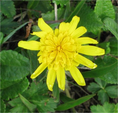 Yet another flower.