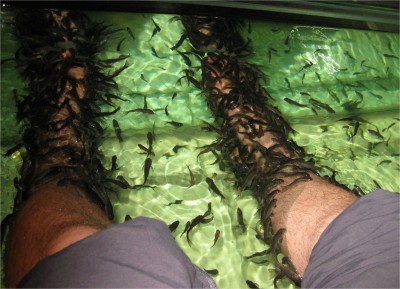 These are my feet getting "Fish Foot Reflexology Therapy" in Singapore, and no, it has nothing to do with hostels! 11 Aug 2009.