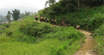 H'Mong women trekking up the hill.