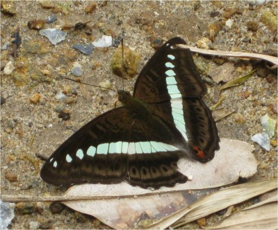 A butterfly on the path to Love Waterfall in NW Vietnam.