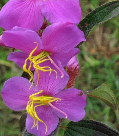 A flower seen near Love Waterfall in the amazing and mountainous NW region of Vietnam.