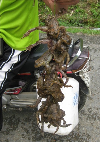 Though difficult to see, these are live frogs! The guy on the motorbike bought some for dinner. The frogs are tied up by a leg (look at the top frog). Please don't tell PETA!