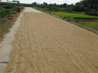 Just outside of Hoi An, I was very careful to ride along the sliver of road uncovered by rice. Not one minute after taking this picture, a huge dumptruck went rolling over it. This rice will probably end up being bagged and making its way to your local grocery store!