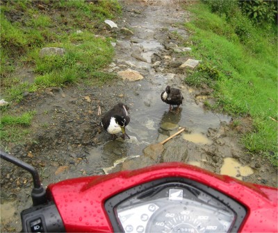 Trails in the mountains and to villages are narrow and unrefined. Motorbikes can cover much of the terrain, though. While motoring along the more distant trails, I was stopped in my tracks by pigs, cows, water buffalo, ducks, dogs, and people.