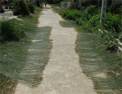 These plants, being dried on the road, will eventually be dyed, then woven into strong, colorful floormats and other products.