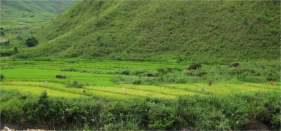 Scarecrows in the rice paddies.