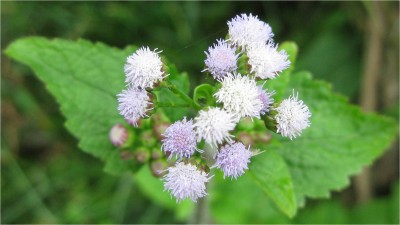 A little bundle of flowers.