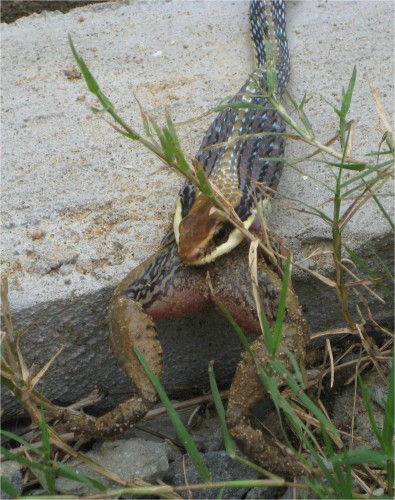 Snake eating lunch at the Killing Fields in Cambodia, October 11, 2009. I bet that frog is wishing he had coordinated something special with Crematory Dreams!