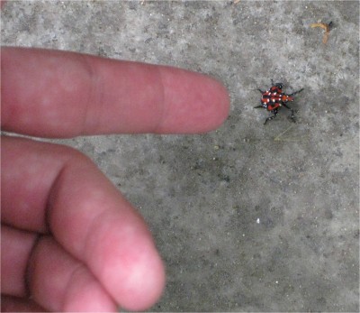Bug Seoul Seoul, South Korea. Who knows what this bug is?