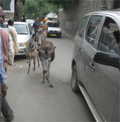 Donkeys manali, India May 2010 Manali, India.