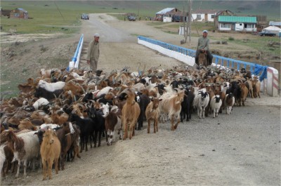 Goat crossing Mongolia July 2009 Mongolia.