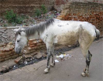 Horse Agra, India May 2010 Agra, India.
