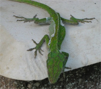 Lizard Hilo, HI June 2009 Hilo, Hawaii.