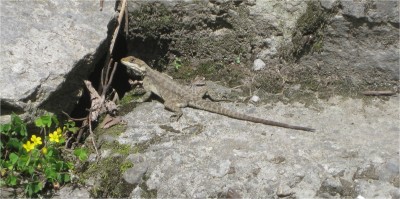 Lizard Manali, India May 2010 Manali, India.