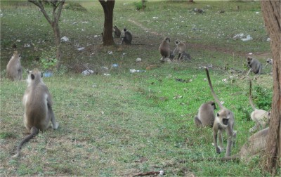 Monkeys Anuradhapura Sri Lanka, April 2010 Anuradhapura, Sri Lanka.