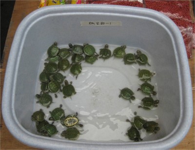 Turtles Kota Kinabalu, Borneo Malaysia January 2010 Kota Kinabalau, Borneo, Malaysia. These tiny turtles were being sold for about $2.75 each. One street market there had vendors selling all kinds of animals illegally. Most had signs saying "No Pictures."