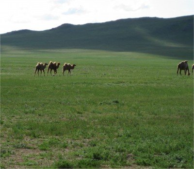 camels Mongolia July 2009 Wild camels somewhere in Mongolia.