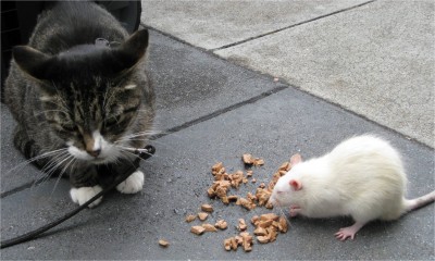 cat and mouse SF, CA June 2009 San Francisco, CA. Some guy paired these two creatures to generate tips.