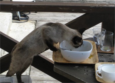 cat eating dinner Okinawa June 2009 Okinawa, Japan. At a cafe, this cat jumped right onto the chair next to my table and started eating from a bowl. Obviously, he had done this before.