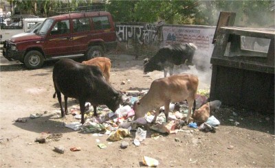 cows eating burning trash Rishikesh, India May 2010 Rishikesh, India. Cows eat direcetly from dumpsters and ditches in India. This pile of trash was on fire, but that didn't bother the cows until licking a hot piece of coal. Check out the "American Spoken English Institute" sign painted on the brick wall behind the cows.