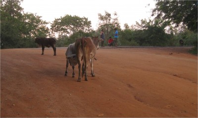 cows feeding middle of road sigiriya, sri lanka march 2010 Sigiriya, Sri Lanka. A large calf feeds from its mother in the middle of a dirt road.