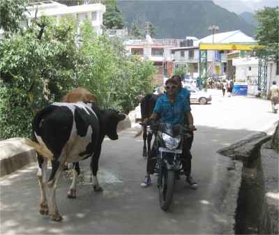 cows in street McLeaod Ganj, India May 2010